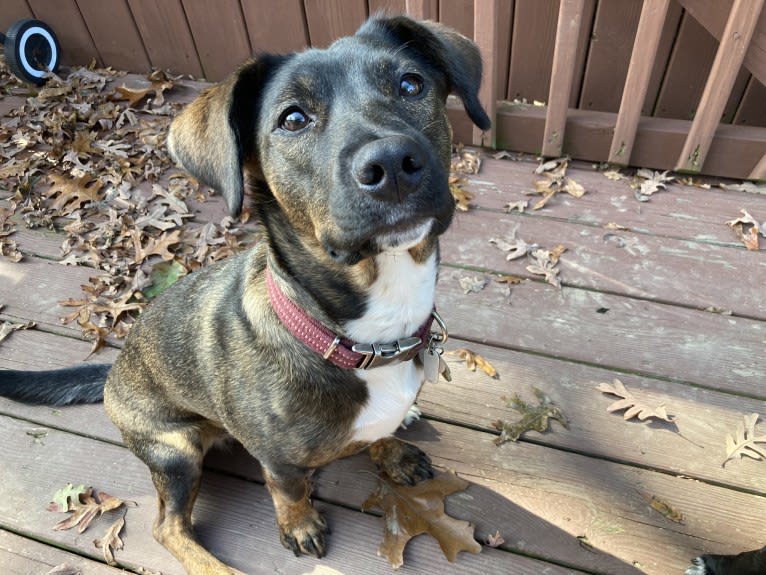 Charlie, an American Pit Bull Terrier and American Staffordshire Terrier mix tested with EmbarkVet.com