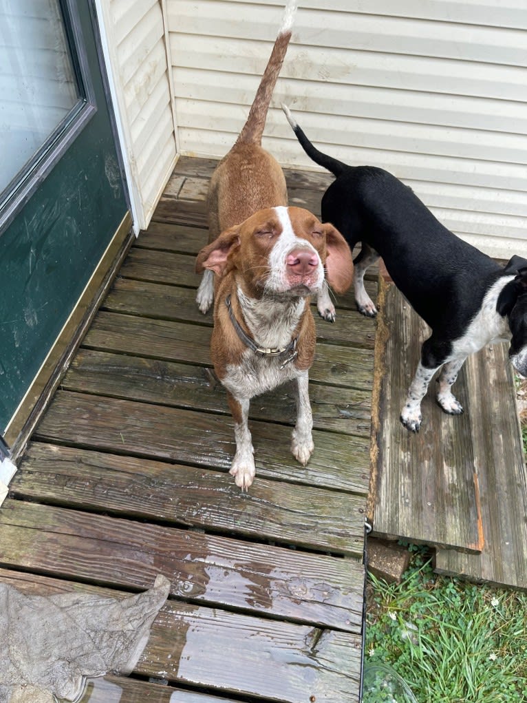 Dude, a Labrador Retriever and Plott mix tested with EmbarkVet.com