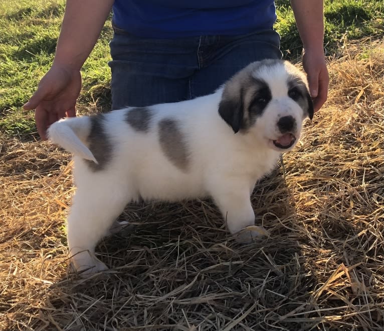 Mattie, an Anatolian Shepherd Dog and Great Pyrenees mix tested with EmbarkVet.com