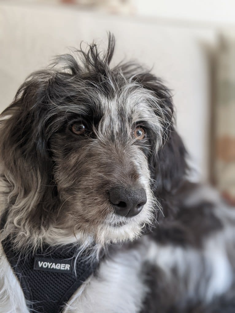 Nora, an Aussiedoodle (6.2% unresolved) tested with EmbarkVet.com