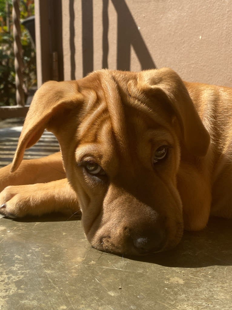 Wookie, an American Pit Bull Terrier and Bulldog mix tested with EmbarkVet.com