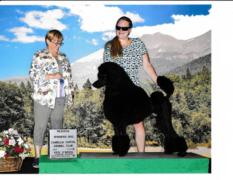 Cash's Black Ring of Fire, a Poodle (Standard) tested with EmbarkVet.com