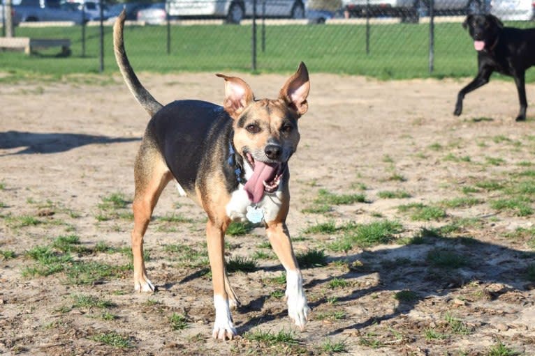 Tuna, a Rat Terrier and Staffordshire Terrier mix tested with EmbarkVet.com