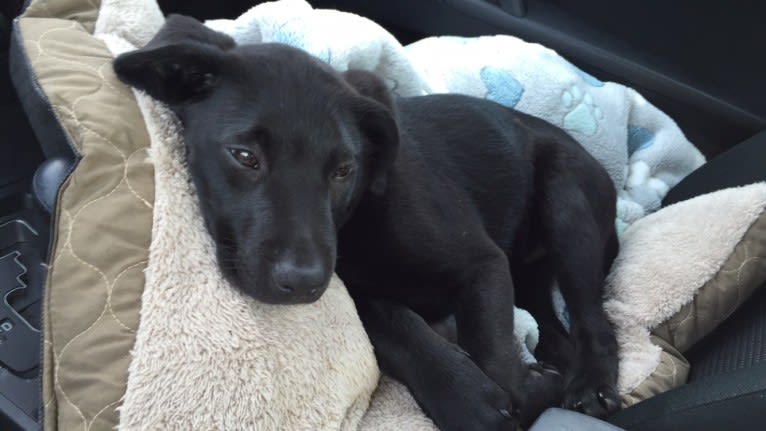 Charlie, an Australian Cattle Dog and Labrador Retriever mix tested with EmbarkVet.com