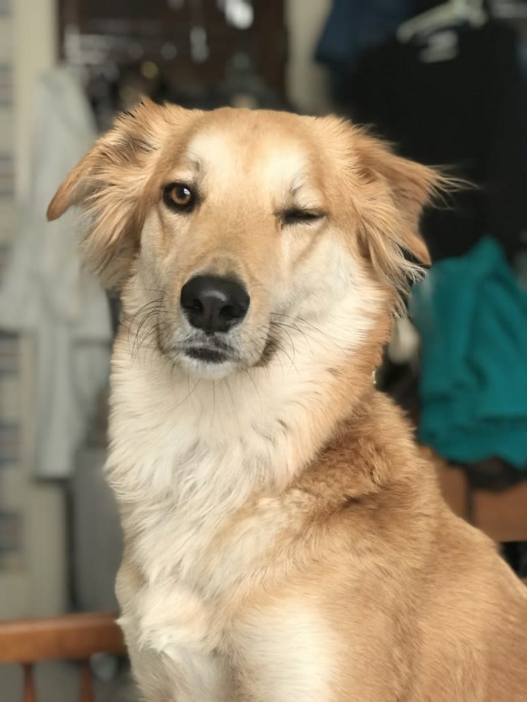 Kona, a West Asian Village Dog tested with EmbarkVet.com