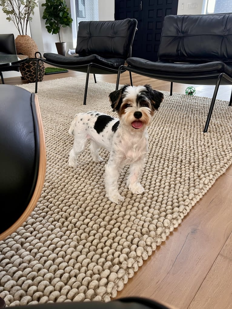 Jasper Hwang, a Biewer Terrier tested with EmbarkVet.com