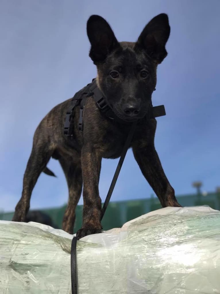 E'Bob, a Dutch Shepherd tested with EmbarkVet.com