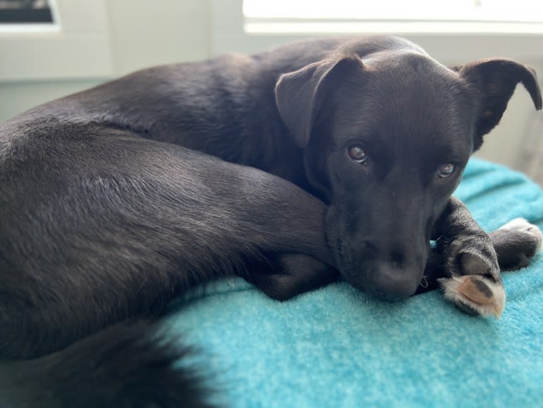 Sirius, a Poodle (Small) and American Pit Bull Terrier mix tested with EmbarkVet.com