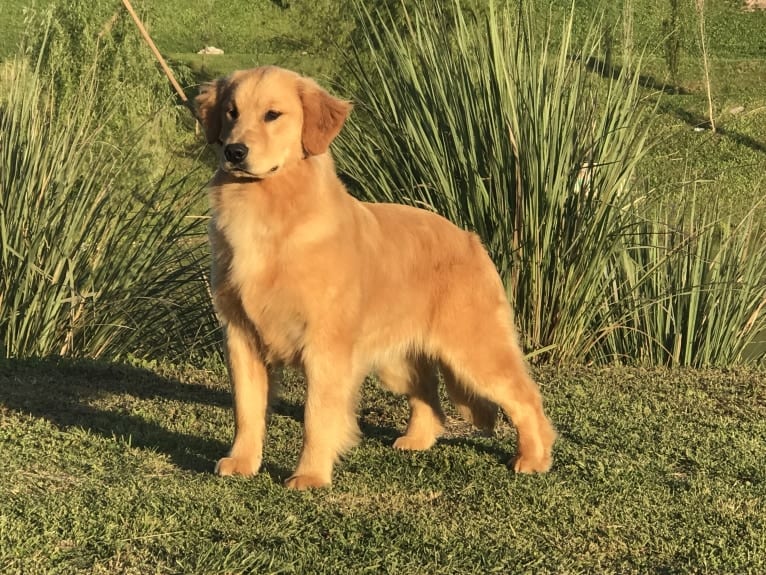 LIBERTY HENNA LISKA, a Golden Retriever tested with EmbarkVet.com