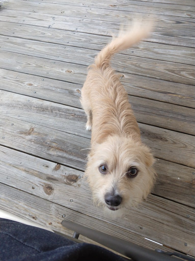 Chipmunk, a Shih Tzu and Chihuahua mix tested with EmbarkVet.com