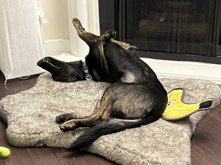 Ronan, a German Shepherd Dog and Belgian Malinois mix tested with EmbarkVet.com