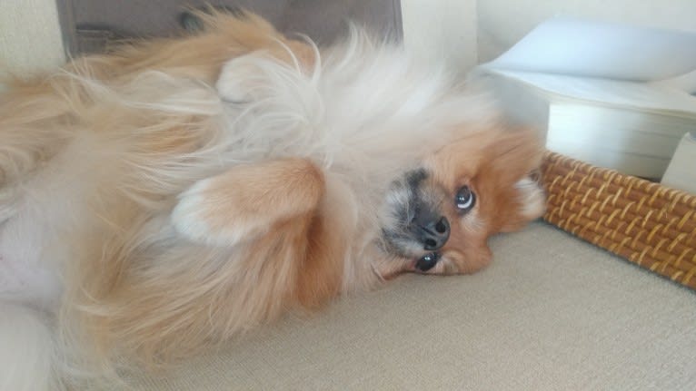 Bear, a Pomeranian tested with EmbarkVet.com