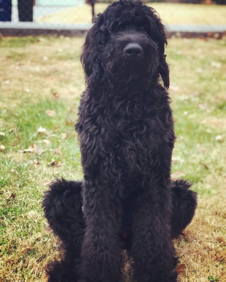 Louie, a Goldendoodle tested with EmbarkVet.com