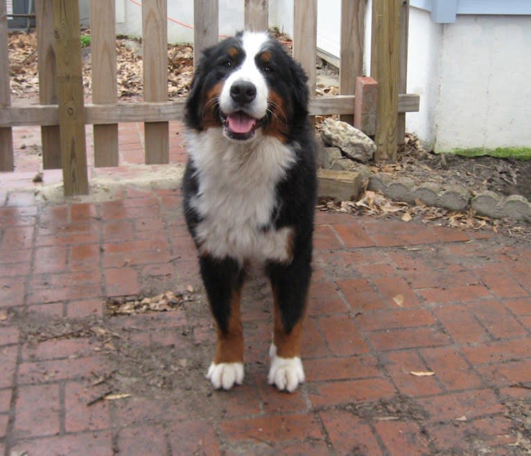 Zelda, a Bernese Mountain Dog tested with EmbarkVet.com