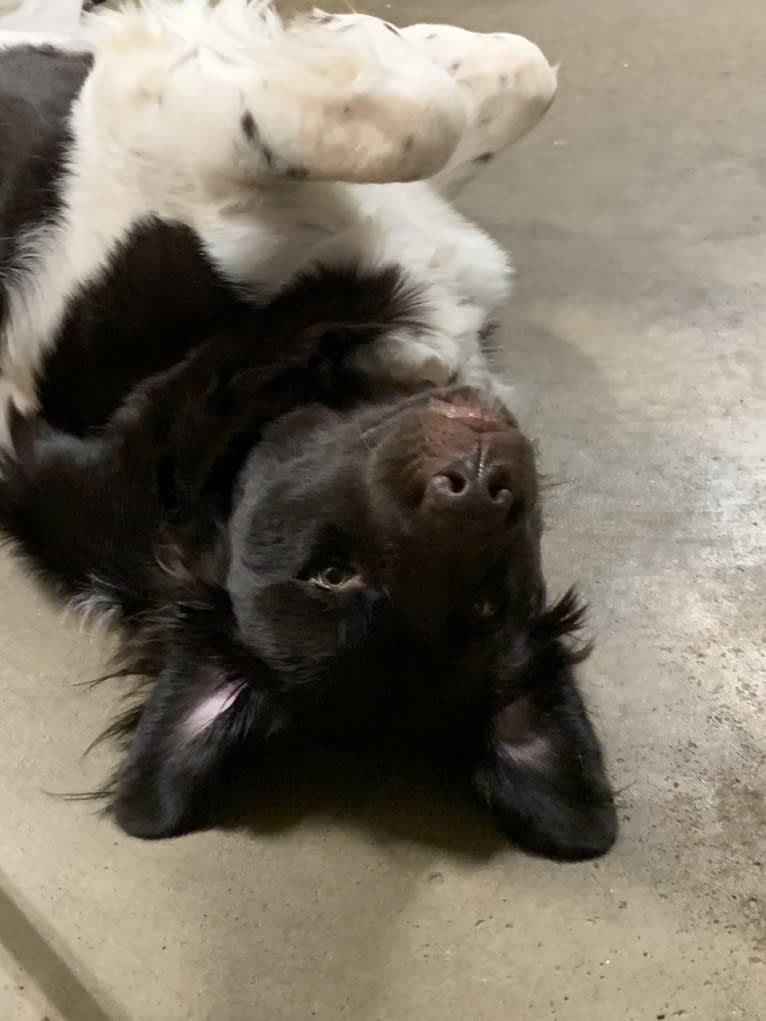 Mia, a Newfoundland tested with EmbarkVet.com