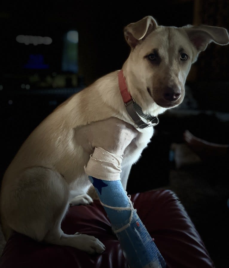 Sage, a German Shepherd Dog and Great Pyrenees mix tested with EmbarkVet.com