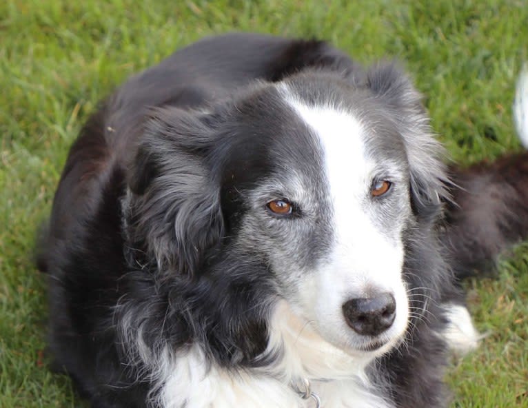 Larry, an English Shepherd and Australian Cattle Dog mix tested with EmbarkVet.com