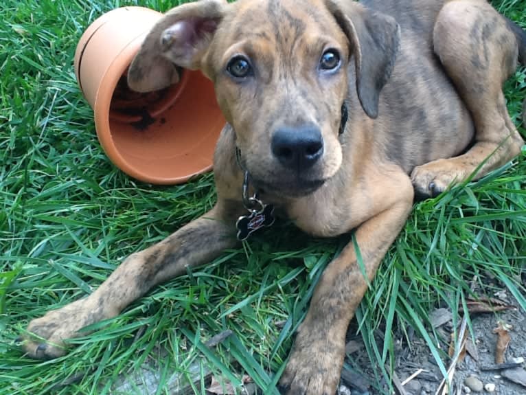 River Bank, a Doberman Pinscher and Boxer mix tested with EmbarkVet.com