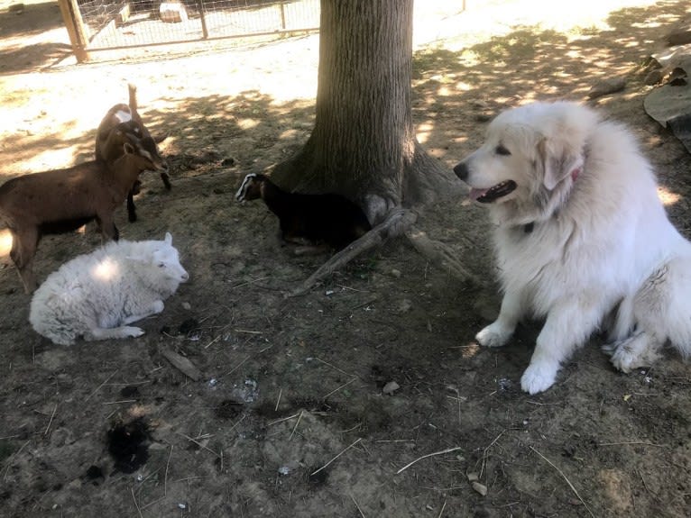 Voltaire, a Great Pyrenees tested with EmbarkVet.com