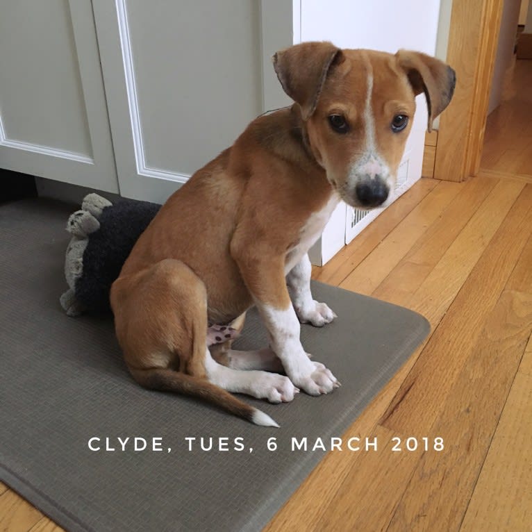 Clyde, an American Village Dog and American Pit Bull Terrier mix tested with EmbarkVet.com