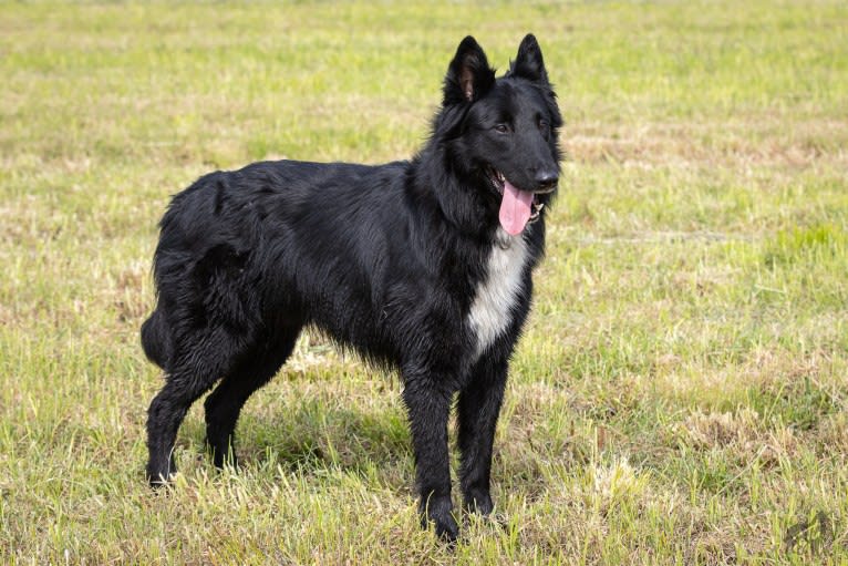 Lasse, a Belgian Malinois and Belgian Sheepdog mix tested with EmbarkVet.com