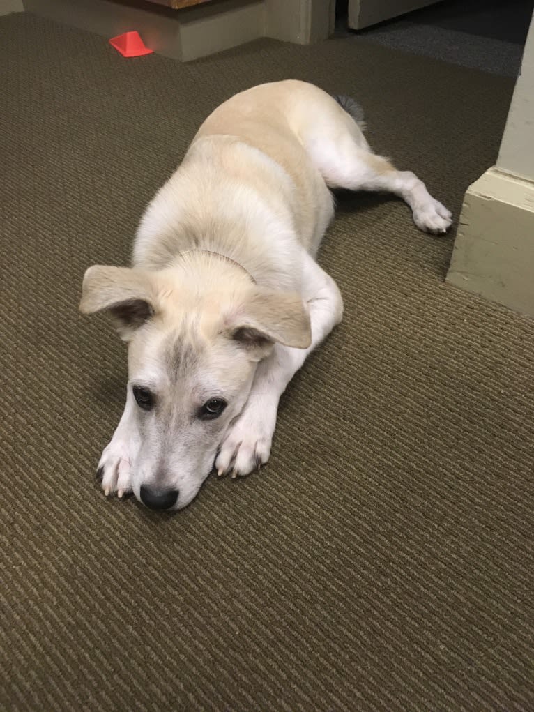 Philip, an American Pit Bull Terrier and Australian Shepherd mix tested with EmbarkVet.com