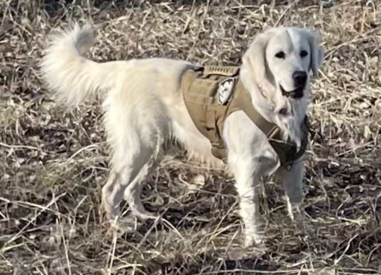 Navilis F Vera angeni, a Golden Retriever tested with EmbarkVet.com