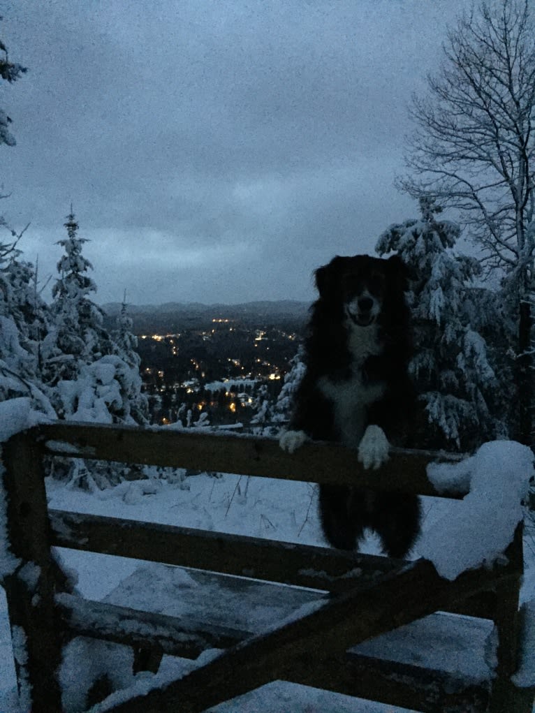 Jasper, an Australian Shepherd and Border Collie mix tested with EmbarkVet.com