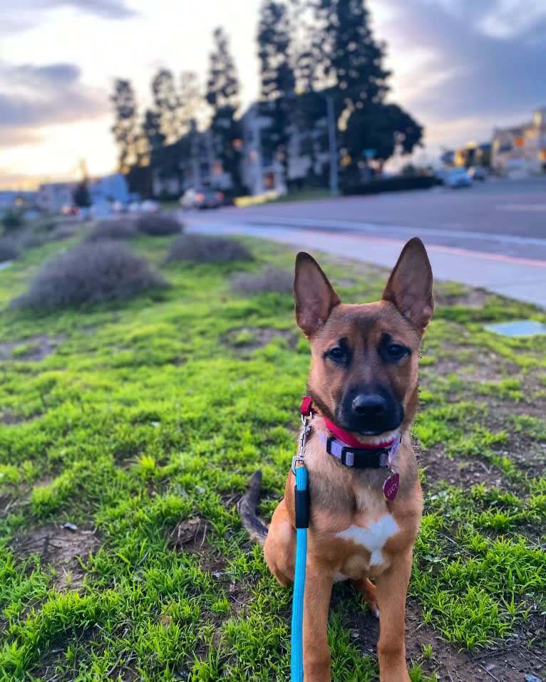 Lucy, a German Shepherd Dog and American Pit Bull Terrier mix tested with EmbarkVet.com