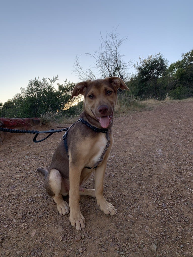 Conan, a German Shepherd Dog and American Pit Bull Terrier mix tested with EmbarkVet.com