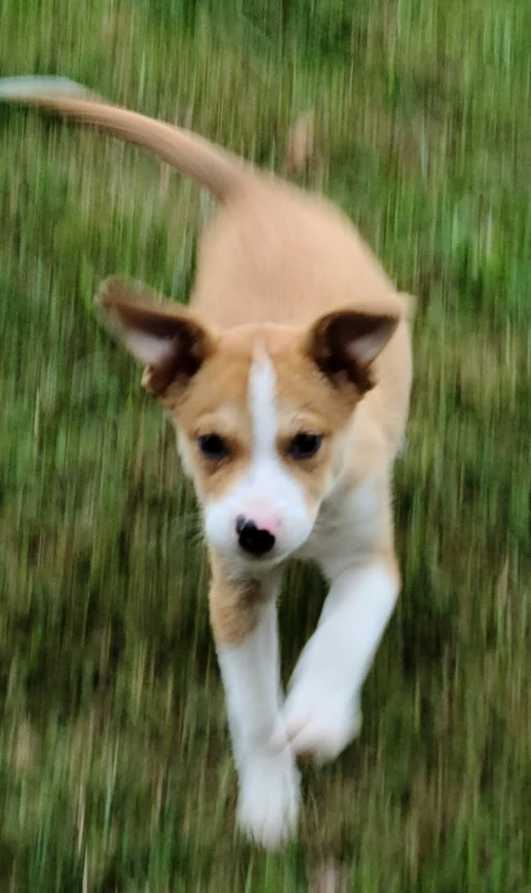 Cid, a Boxer and Australian Cattle Dog mix tested with EmbarkVet.com