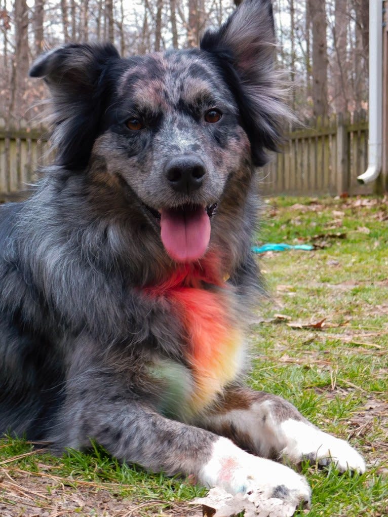 Dakota, an Australian Shepherd tested with EmbarkVet.com