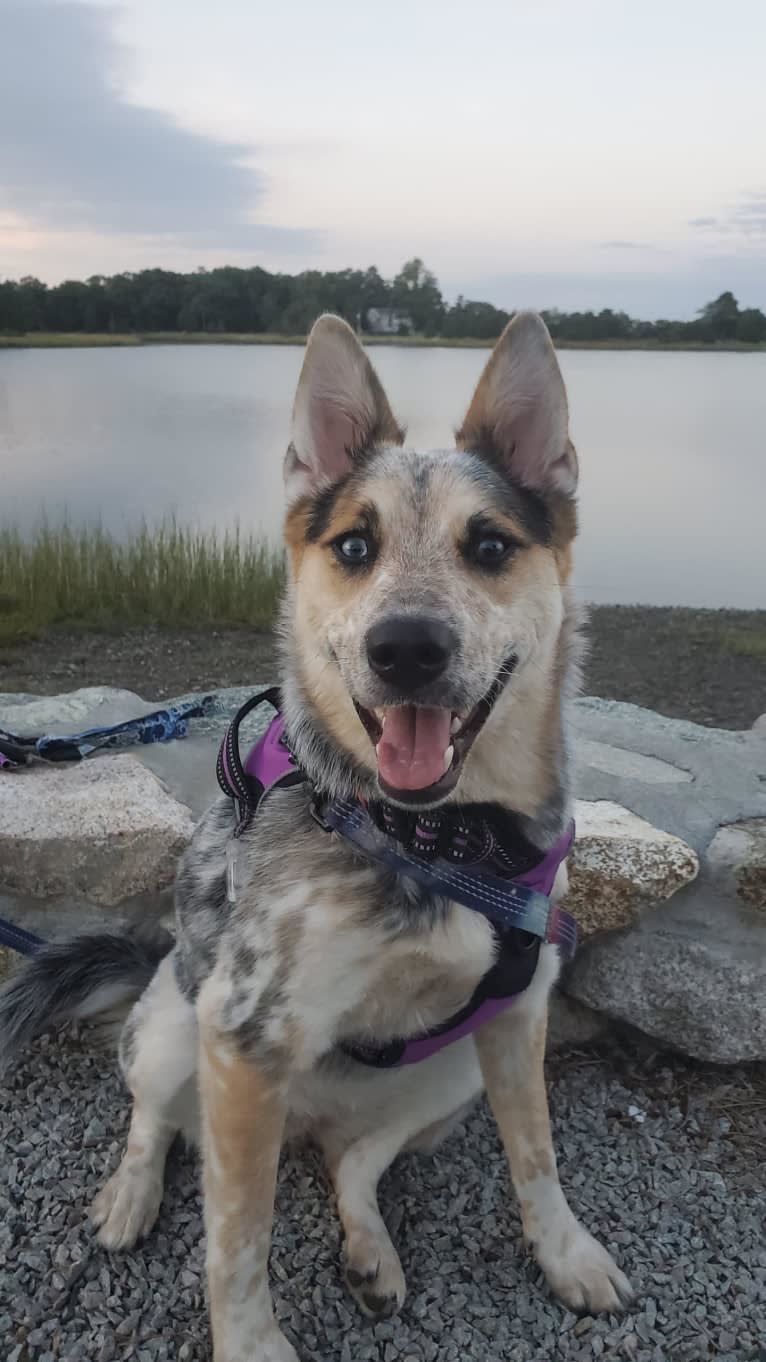 Flora, an Australian Cattle Dog and Siberian Husky mix tested with EmbarkVet.com