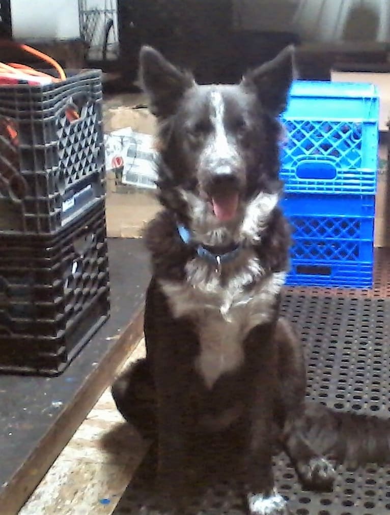 Tex, an Australian Cattle Dog and Border Collie mix tested with EmbarkVet.com