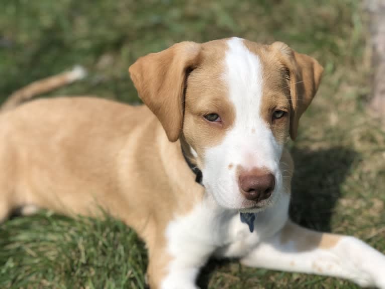 Max, a Labrador Retriever and American Pit Bull Terrier mix tested with EmbarkVet.com