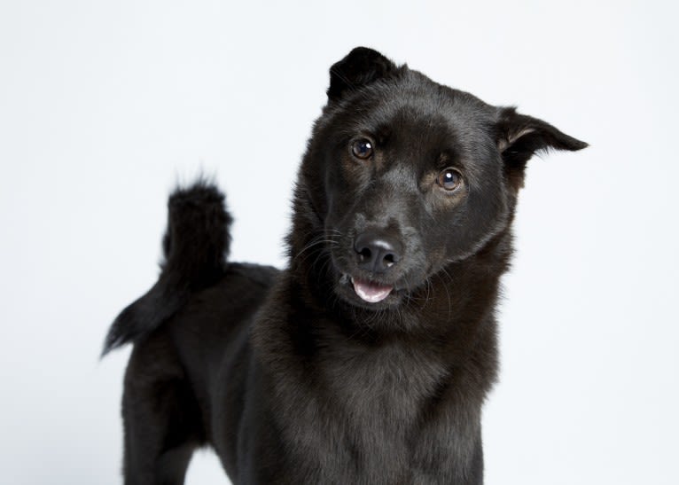 Baloo Stern, a Hong Kong Village Dog tested with EmbarkVet.com