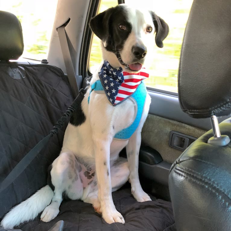Harvey, an American Foxhound and American Bulldog mix tested with EmbarkVet.com