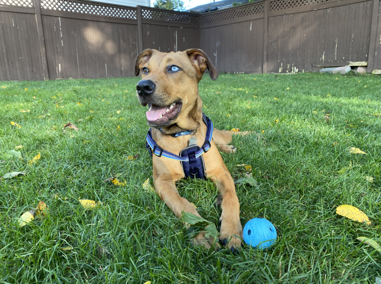 Walker, an American Pit Bull Terrier and Rottweiler mix tested with EmbarkVet.com