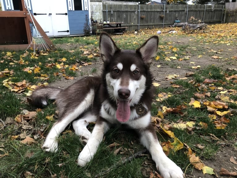 Suki, an Alaskan Malamute tested with EmbarkVet.com