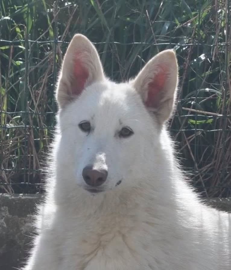 Roofy, a White Shepherd tested with EmbarkVet.com