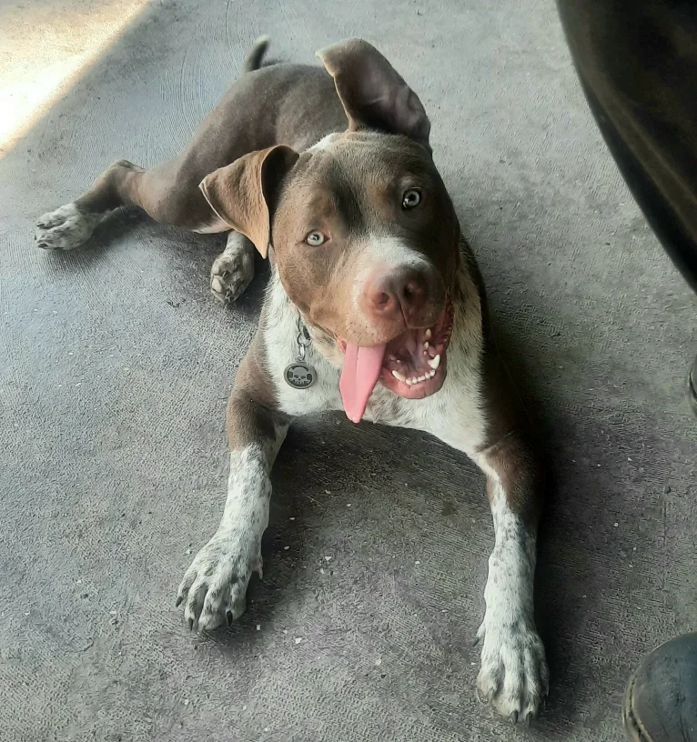 Elliot, an American Pit Bull Terrier and Australian Cattle Dog mix tested with EmbarkVet.com