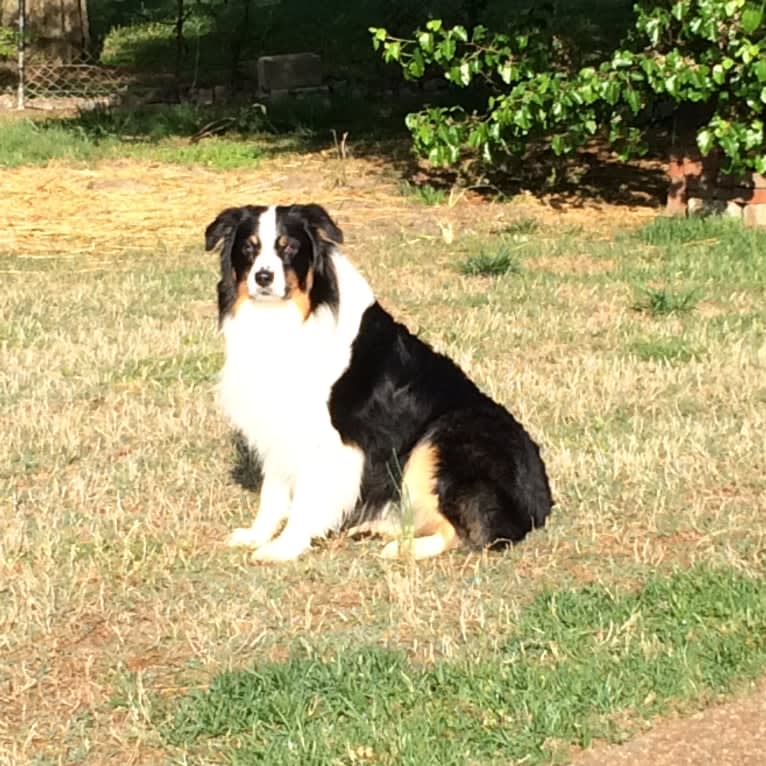 Tucker, an Australian Shepherd tested with EmbarkVet.com