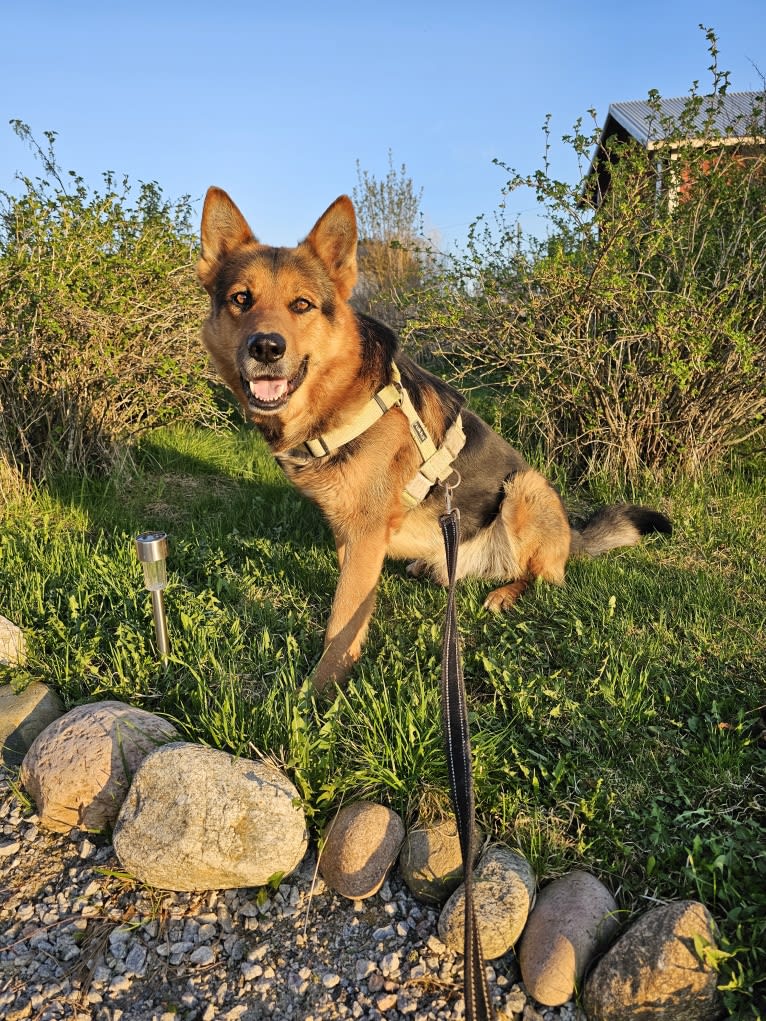 Rafael, a German Shepherd Dog (5.1% unresolved) tested with EmbarkVet.com