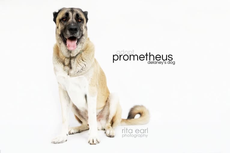 Prometheus, an Armenian Gampr and Neapolitan Mastiff mix tested with EmbarkVet.com