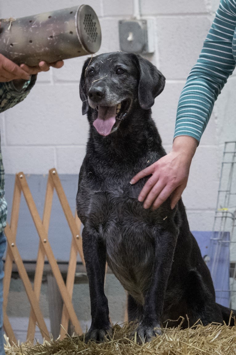 Schimpf's Addicted to the Game ("Addie"), a Labrador Retriever and German Shepherd Dog mix tested with EmbarkVet.com