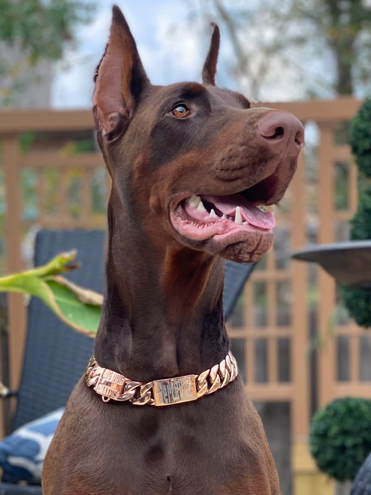 Gertie, a Doberman Pinscher tested with EmbarkVet.com