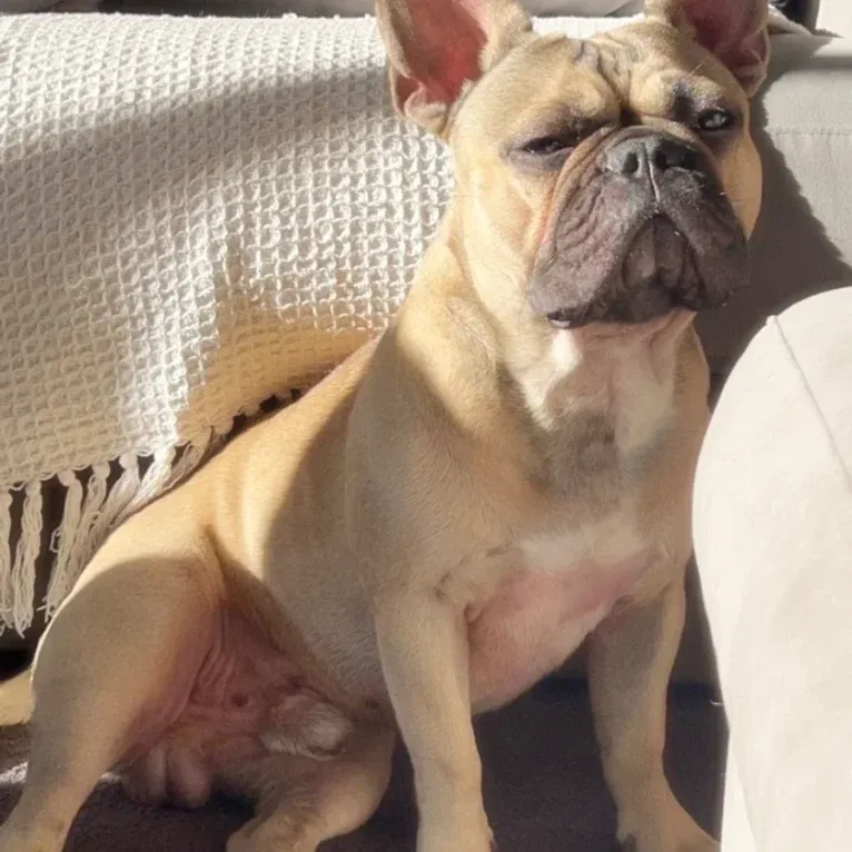 Sirius, a French Bulldog tested with EmbarkVet.com
