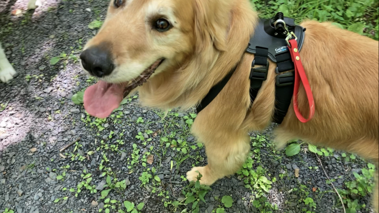 Timber “Gross Manor’s I’ll Be The One You Won’t Forget”, a Golden Retriever tested with EmbarkVet.com