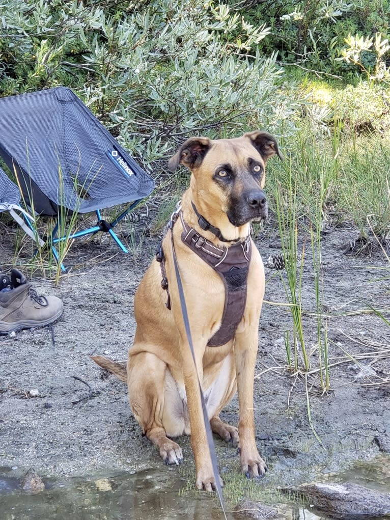 Tucker, a Boxer and American Pit Bull Terrier mix tested with EmbarkVet.com