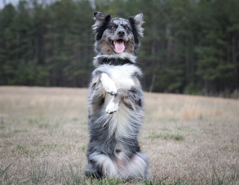 Dakota, an Australian Shepherd Group tested with EmbarkVet.com